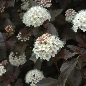 Crimson Ninebark Hardy Deciduous Shrub