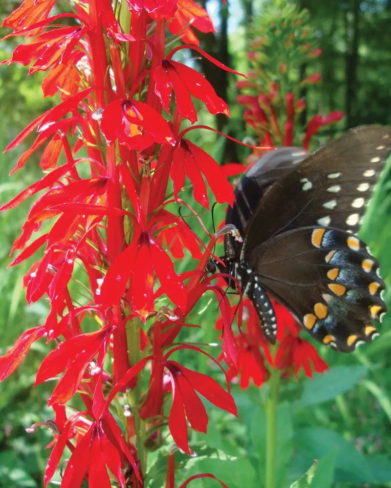 Cardinal Flower Lobelia cardinalis Live Starter Plant