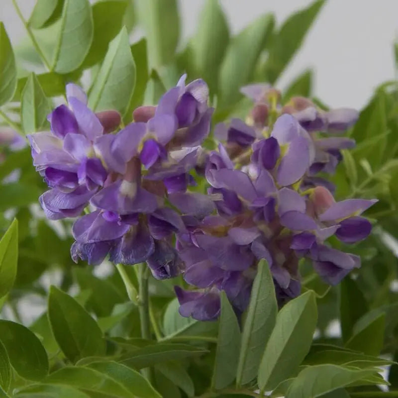 Amethyst Falls Wisteria (2.5 Gallon) Flowering Deciduous Vine with Lavender-Purple Blooms Full Sun to Part Shade Live Outdoor Plant