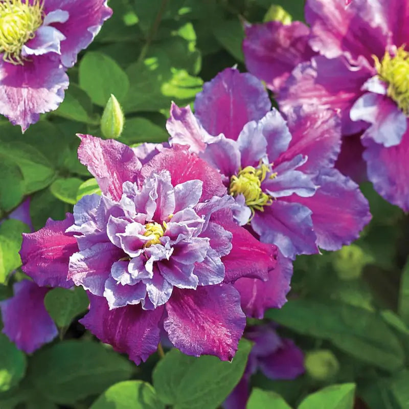 Piilu Clematis Vine Heaviest Blooming Clematis 2.5