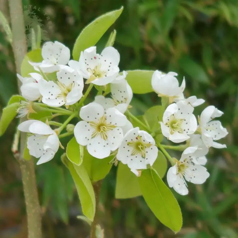 Comice Pear Tree Gourmet-Grade, Sweet & Buttery Dessert Pear