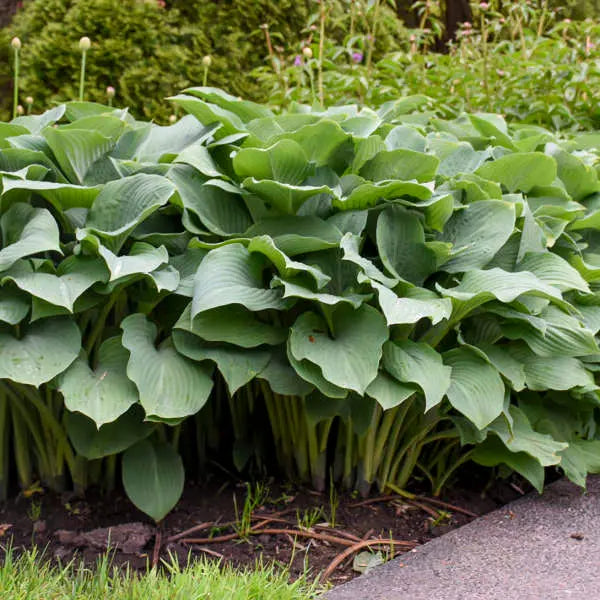 Krossa Regal Upright Hosta Shrub