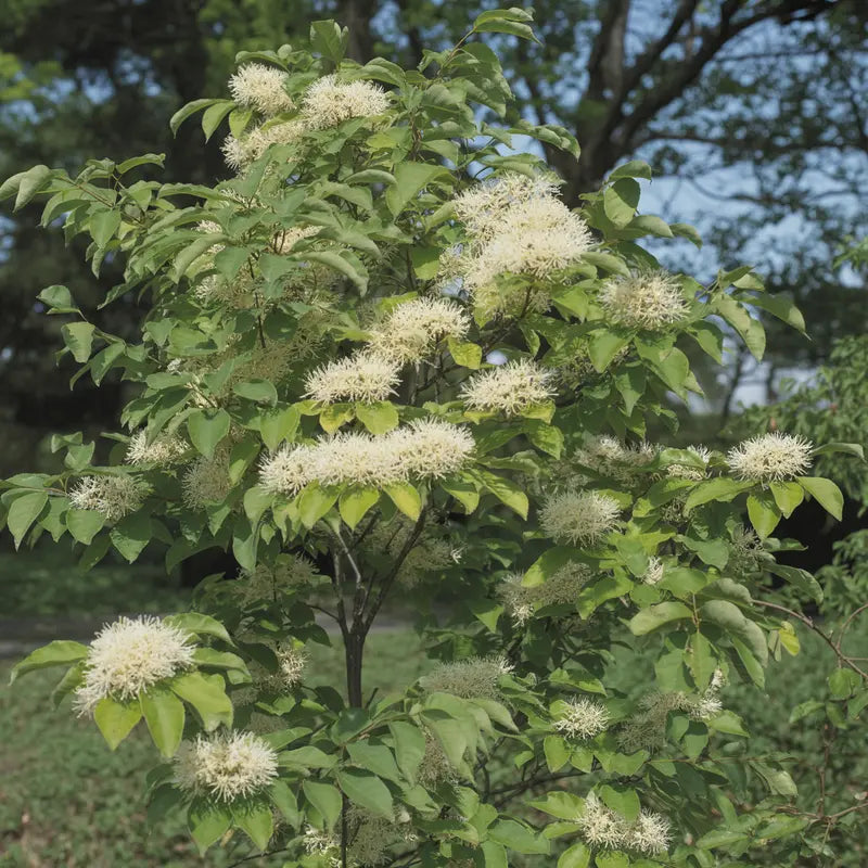 White Fringe Tree