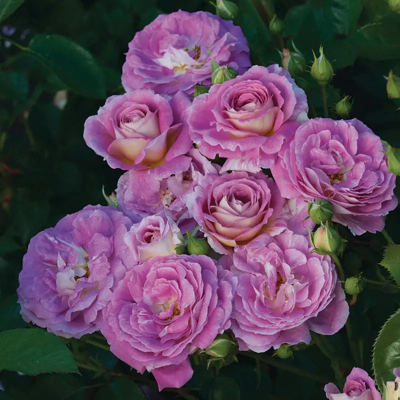 Heirloom Roses Arctic Blue Floribunda Live Plant Pink Roses For Planting