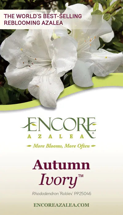 Encore Azalea Autumn Ivory (1 Gallon) White Flowering Shrub Full Sun Live Outdoor Plant