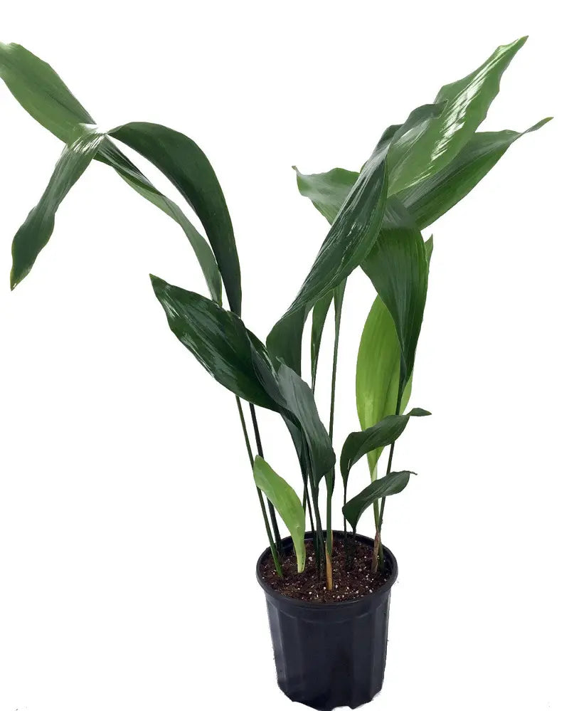 Cast Iron Plant Aspidistra Grows in Dim Light 6″ Pot