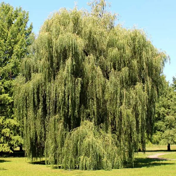 Weeping Willow Tree Graceful, Fast-Growing Shade Tree for Wet Sites