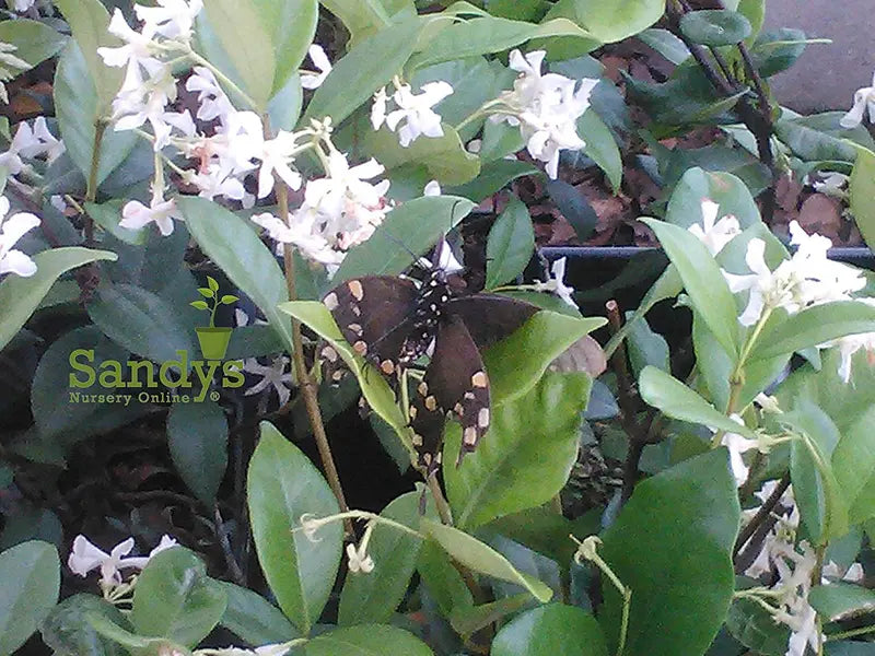 Jasmine Confederate, White Flower Shrub, Starter Plant, Gallon Pot