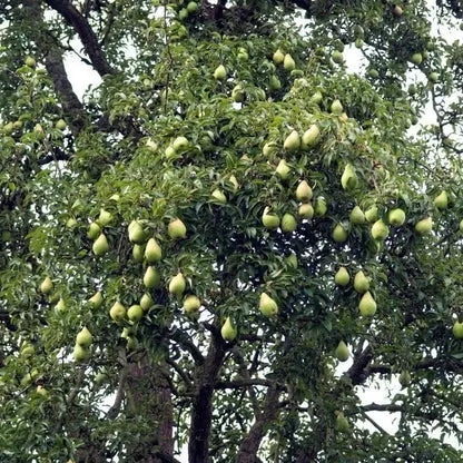 Orient Pear Tree Asian-Inspired, Crisp-Fleshed Variety