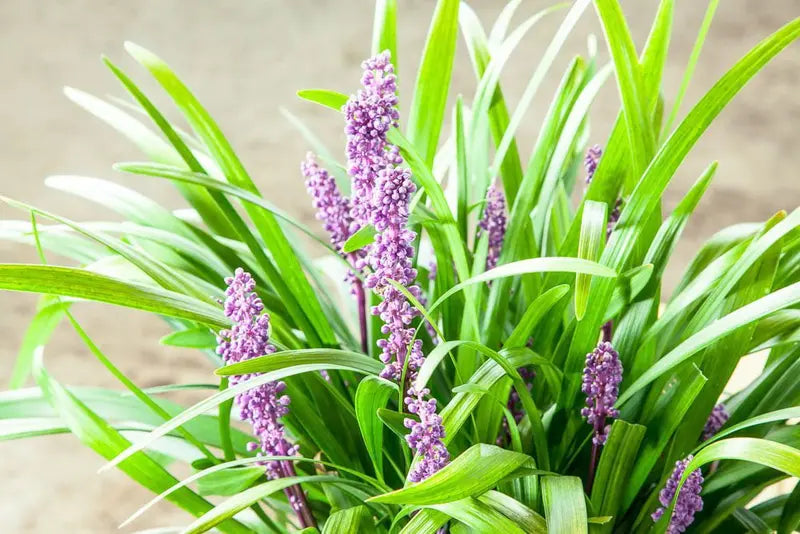 1 Gal. Royal Purple Liriope Monkey Grass Ornamental Groundcover Drought Tolerant