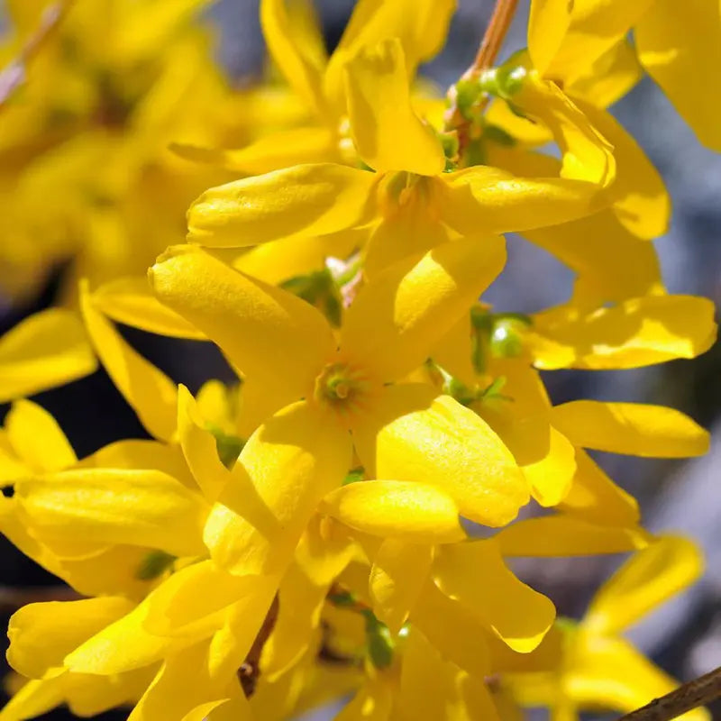 Lynwood Gold Forsythia Shrub Full to Partial Sunlight