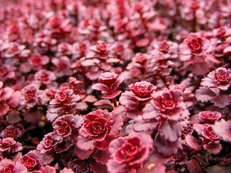 Dragon’s Blood Sedum Stonecrop Succulent