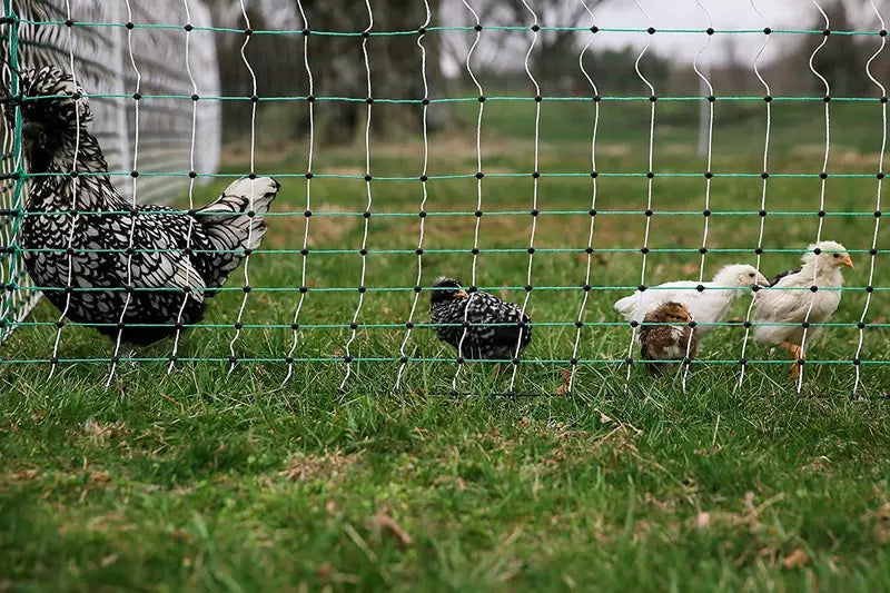 RentACoop Electric Predator-Proof Poultry Fence Solar-Compatible Chicken Enclosure