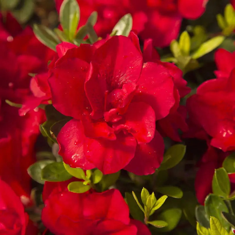 Encore Azalea Autumn Bonfire (1 Gallon) Red Flowering Shrub Full Sun Live Outdoor Plant