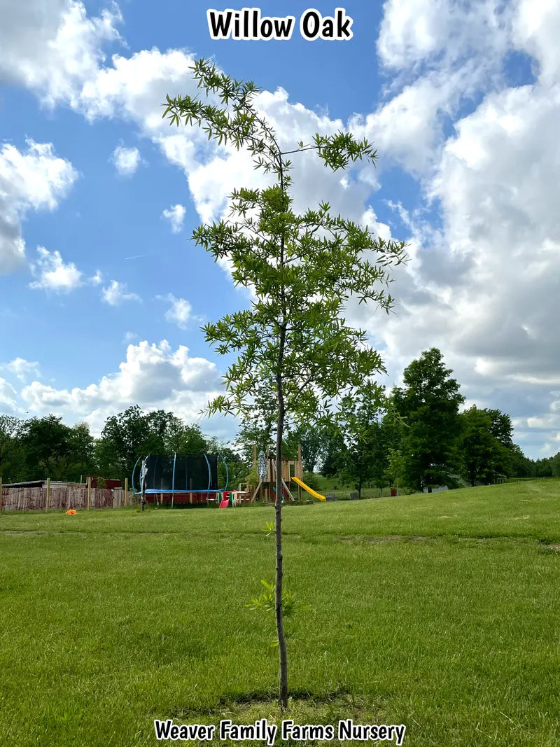 Willow Oak Tree  Slender-Leaved Oak Ideal for Urban Landscapes and Coastal Areas