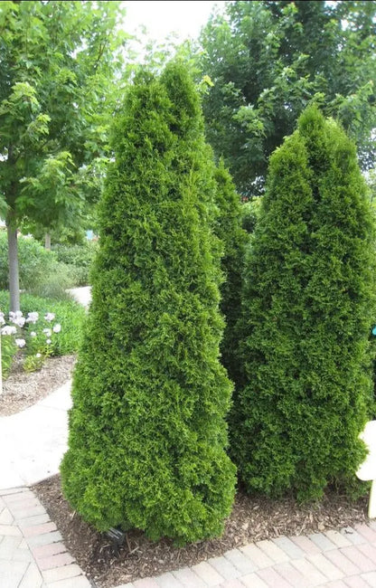 Emerald Green Arborvitae Hedge Plant