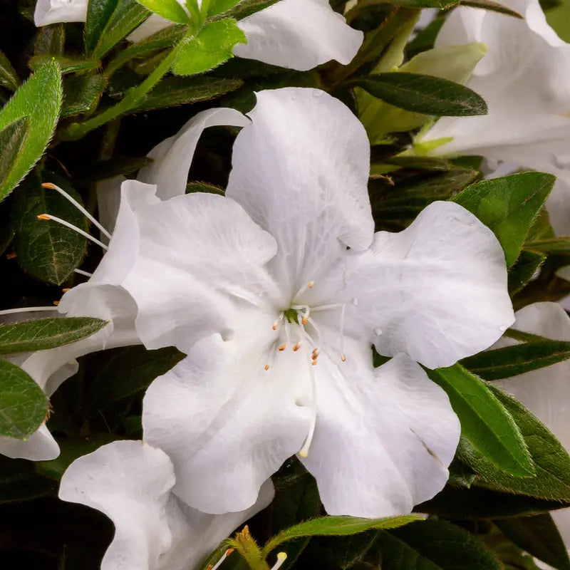 Encore Azalea Autumn Ivory (1 Gallon) White Flowering Shrub  Full Sun Live Outdoor Plant