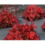 Mixed Heuchera, 3 plugs, one plant per plug