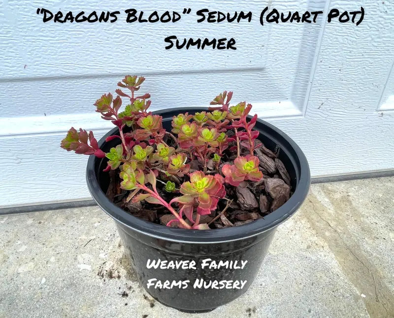 Dragon’s Blood Sedum Stonecrop Succulent