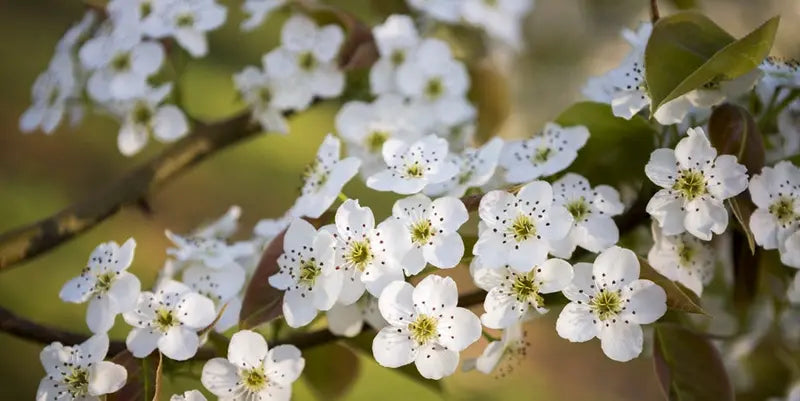Orient Pear Tree  Asian-Inspired, Crisp-Fleshed Variety