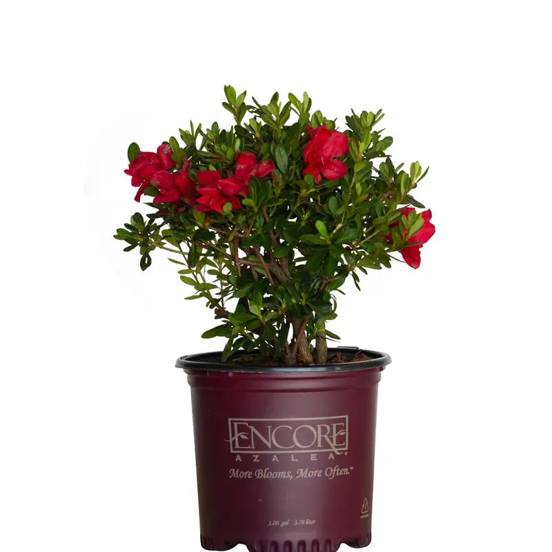 Encore Azalea Autumn Bonfire (1 Gallon) Red Flowering Shrub  Full Sun Live Outdoor Plant