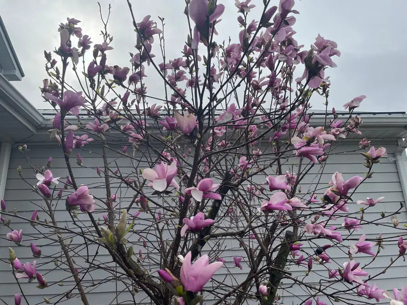 Magnolia ‘Jane’ Deciduous Shrub  Fragrant Late-Spring Blooms, Compact Growth Habit