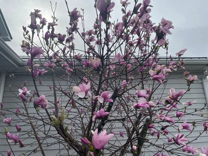 Magnolia ‘Jane’ Deciduous Shrub  Fragrant Late-Spring Blooms, Compact Growth Habit