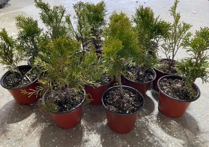 Emerald Green Arborvitae Hedge Plant