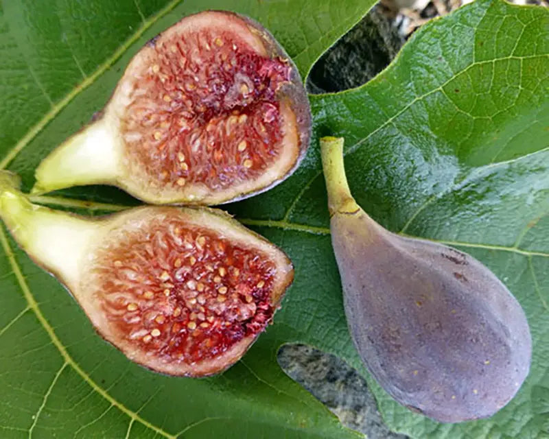 C’s Red Edible Fig Plant  Ficus carica  Sweet  2.5