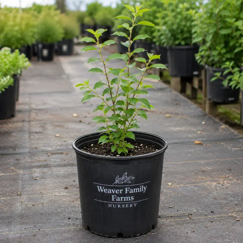 Jules Nanking Cherry  Prolific, Tart-Sweet Wild Cherry Shrub