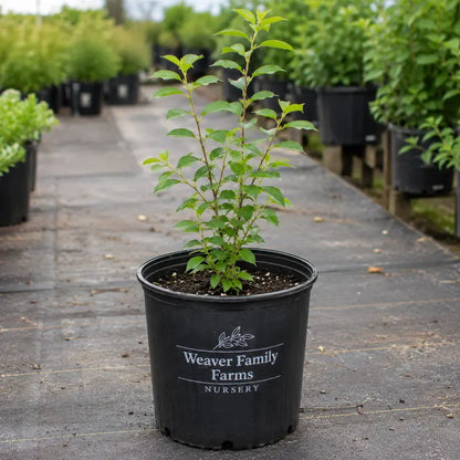 Jules Nanking Cherry  Prolific, Tart-Sweet Wild Cherry Shrub
