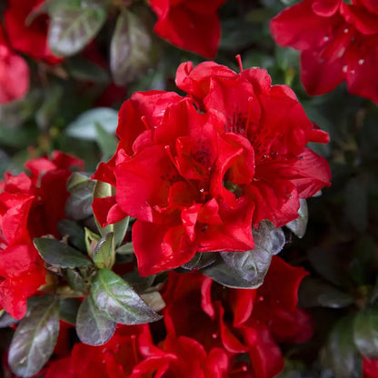 Encore Azalea Autumn Fire (1 Gallon) Red Flowering Shrub  Full Sun Live Outdoor Plant