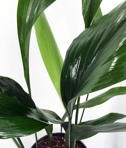 Cast Iron Plant  Aspidistra  Grows in Dim Light  6″ Pot