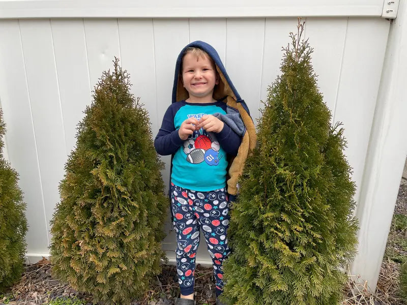 Emerald Green Arborvitae Hedge Plant