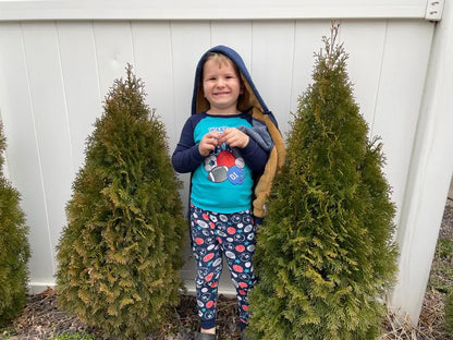 Emerald Green Arborvitae Hedge Plant