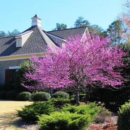 Eastern Redbud Ornamental Tree