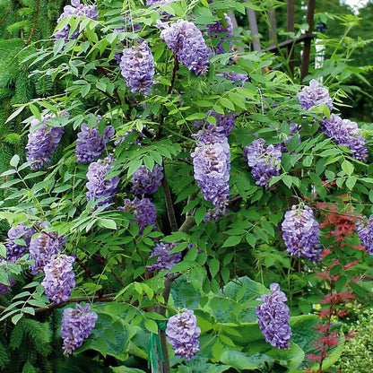Amethyst Falls Wisteria (2.5 Gallon) Flowering Deciduous Vine with Lavender-Purple Blooms  Full Sun to Part Shade Live Outdoor Plant