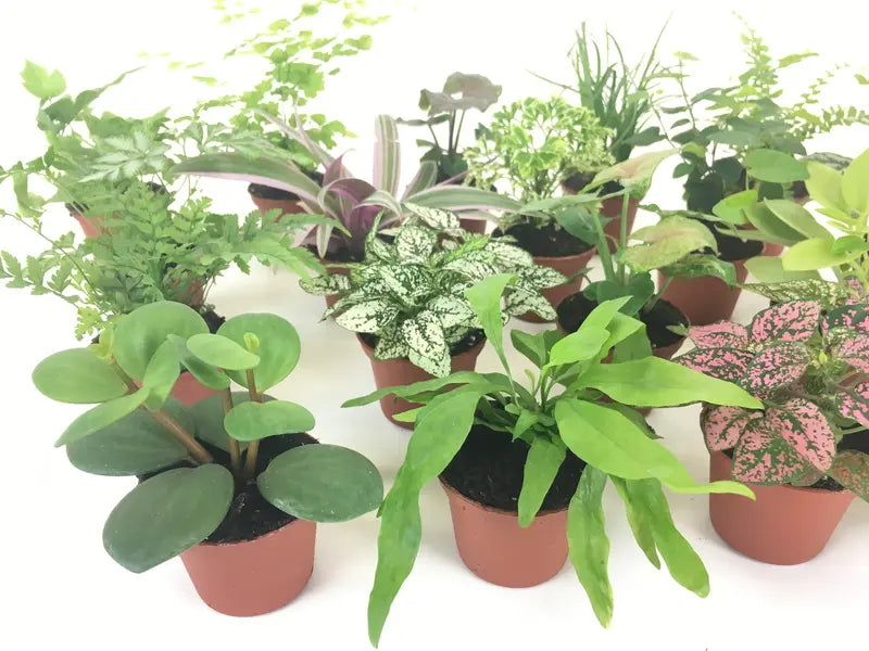 Mini Terrarium Plants (2 Plants) Fairy Garden Plants (Assorted Varieties) (2″ Pots)