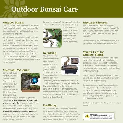 Brussel’s Chinese Elm Bonsai  X Large  (Outdoor)