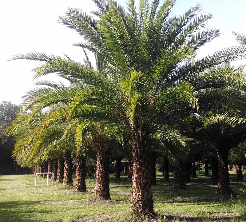 Sylvester Palm  Live Plant in a 10 inch Growers Pot  Phoenix Sylvestris- Hardy Palms from Florida