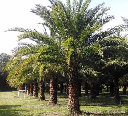 Sylvester Palm  Live Plant in a 10 inch Growers Pot  Phoenix Sylvestris- Hardy Palms from Florida