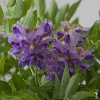 Amethyst Falls Wisteria (2.5 Gallon) Flowering Deciduous Vine with Lavender-Purple Blooms  Full Sun to Part Shade Live Outdoor Plant