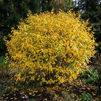 Witch Hazel