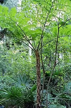 Australian Tree Fern  Cyathea cooperi  Exotic  6