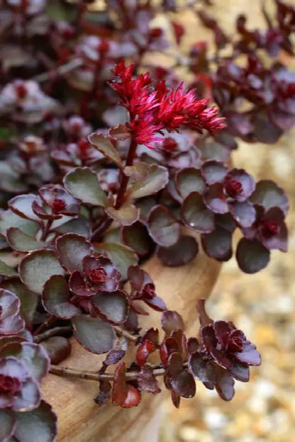 Dragon’s Blood Sedum Stonecrop Succulent