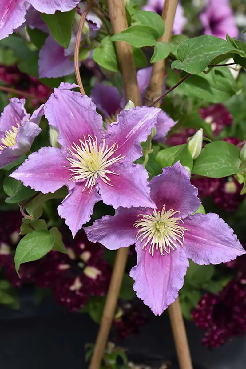 Piilu Clematis Vine  Heaviest Blooming Clematis  2.5