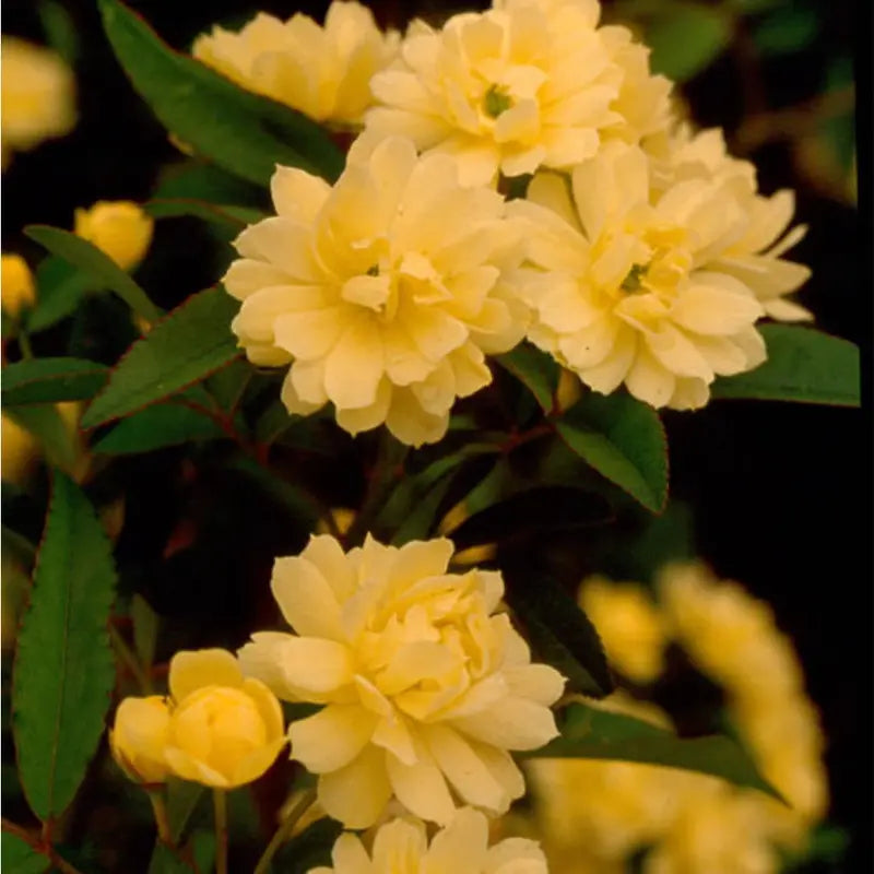 Yellow Lady Banks Rose (2.5 Gallon) Thornless Blooming Vine  Full Sun Live Outdoor Plant