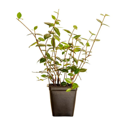 Asiatic Jasmine Evergreen Groundcover Vine, 54-Pack, 3.25-Inch Pots, Full Sun Plant