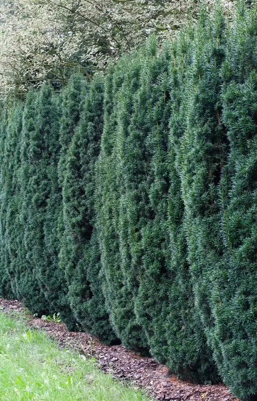 Yew ‘Hicks’