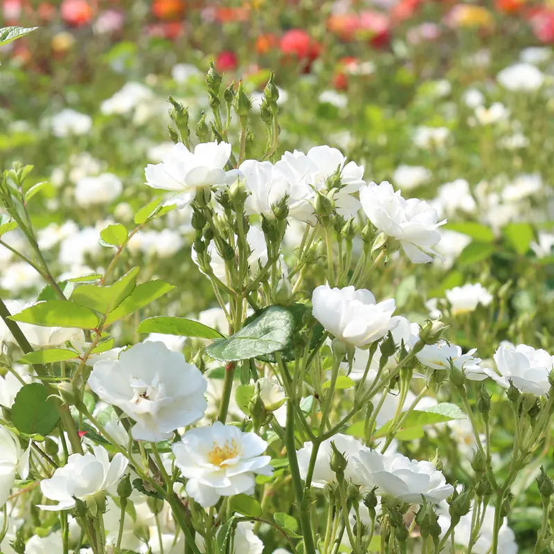 Heirloom Roses White Rose Bush  Cassie Shrub Rose Plant  Live Plants For Garden